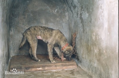 什么是习得性无助 ？习得性无助是什么意思?